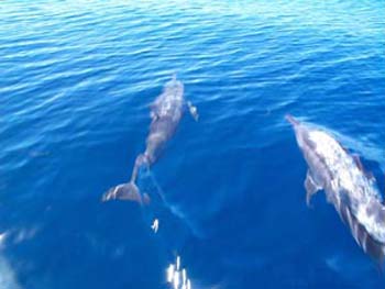 Dolphins-in-Waidroka-waters