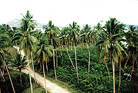 Diloi Plantation